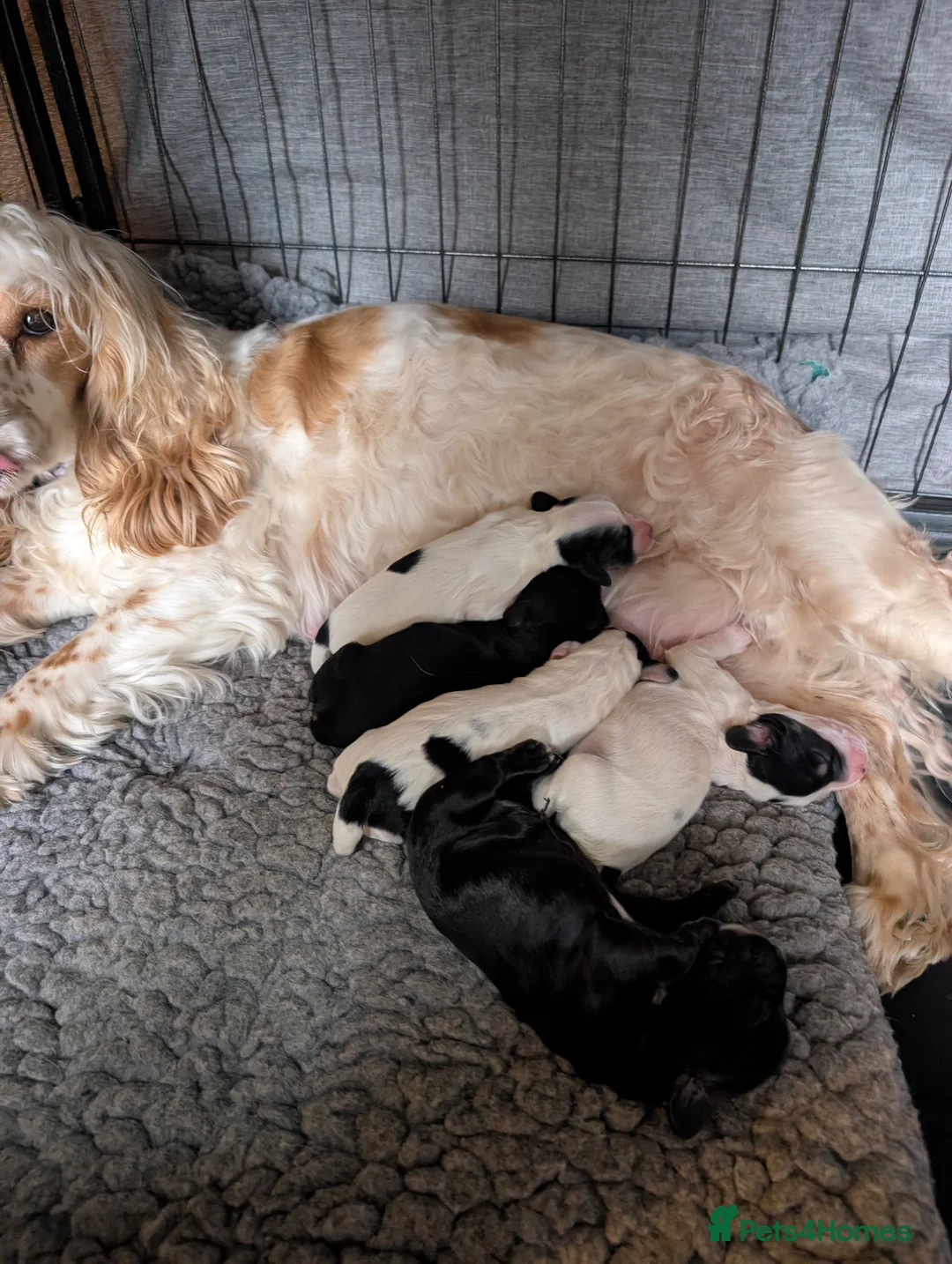 Cockapoo dogs for sale: Beautiful little of 5 Cockerpoos - Advert 39