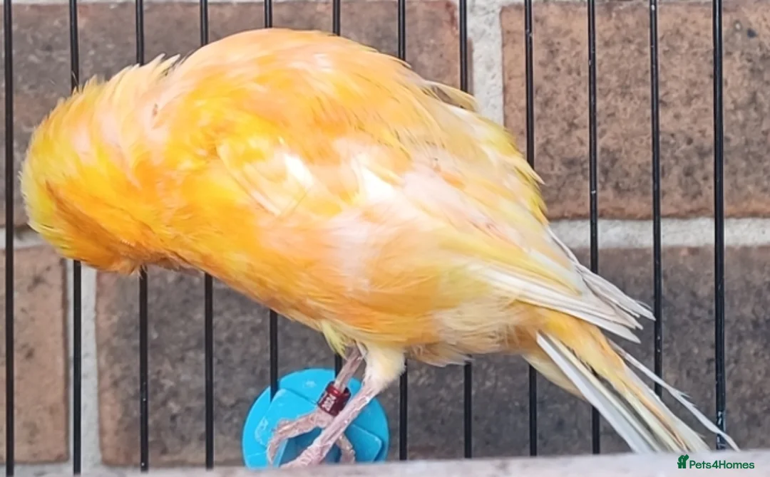 Canaries birds for sale: HARLEQUIN RED FACTOR PORTUGUESE CREASTED  - Advert 6