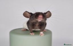 Mouse rodents for sale: Fancy Mice - Image 2