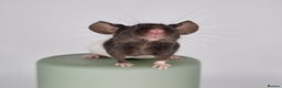 Mouse rodents for sale: Fancy Mice - Advert 6