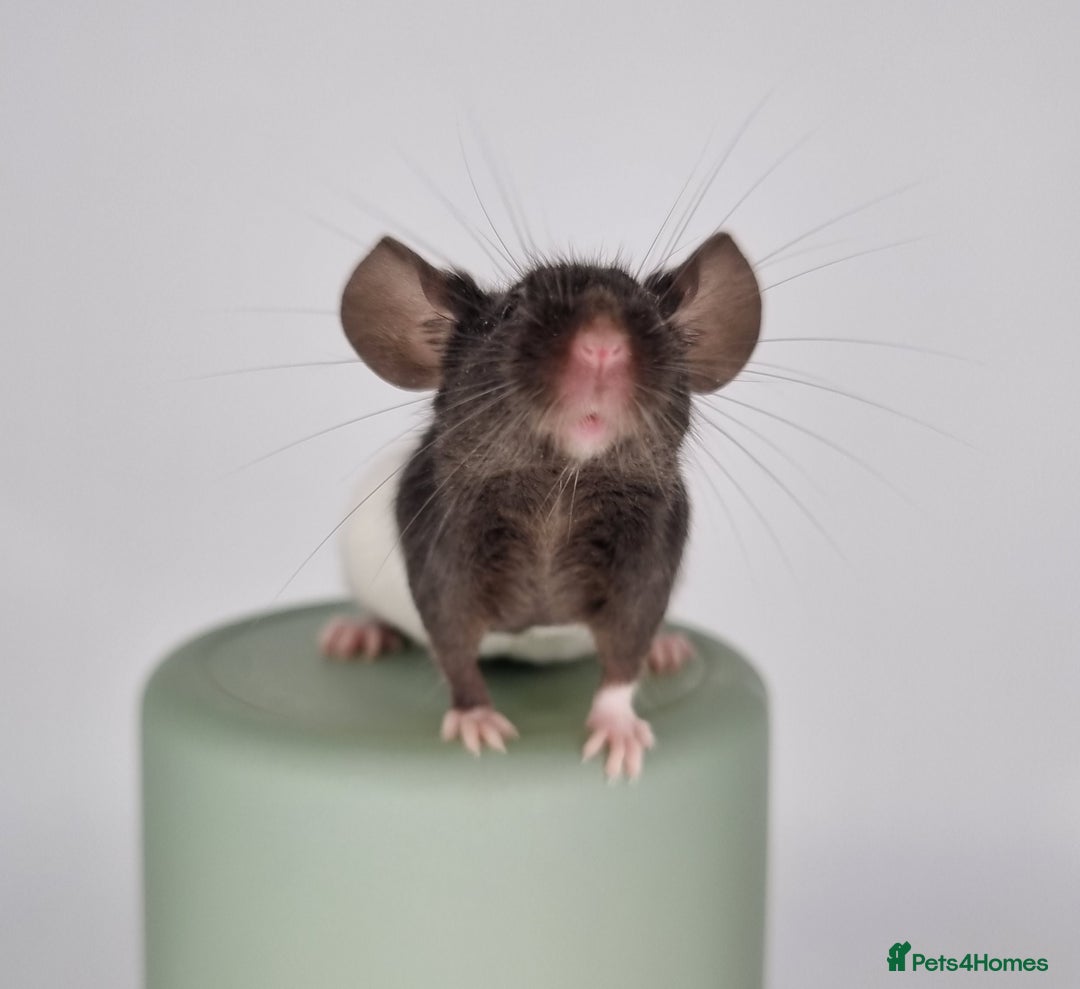 Mouse rodents for sale: Fancy Mice - Image 2