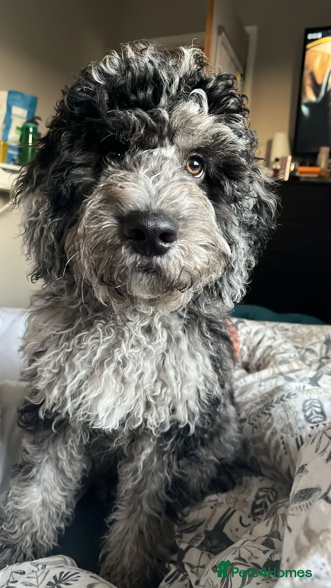 Cockapoo dogs for stud: MERLE COCKAPOO FOR STUD in Barnsley - Advert 4