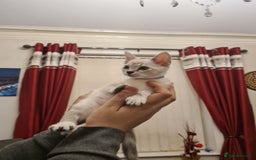 Bengal cats for sale: Pure bred Snow Bengal / Snow Leopard kittens - Image 9