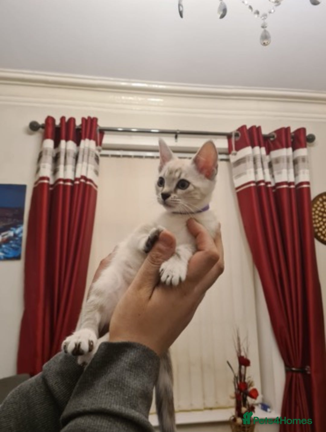 Bengal cats for sale: Pure bred Snow Bengal / Snow Leopard kittens - Image 9
