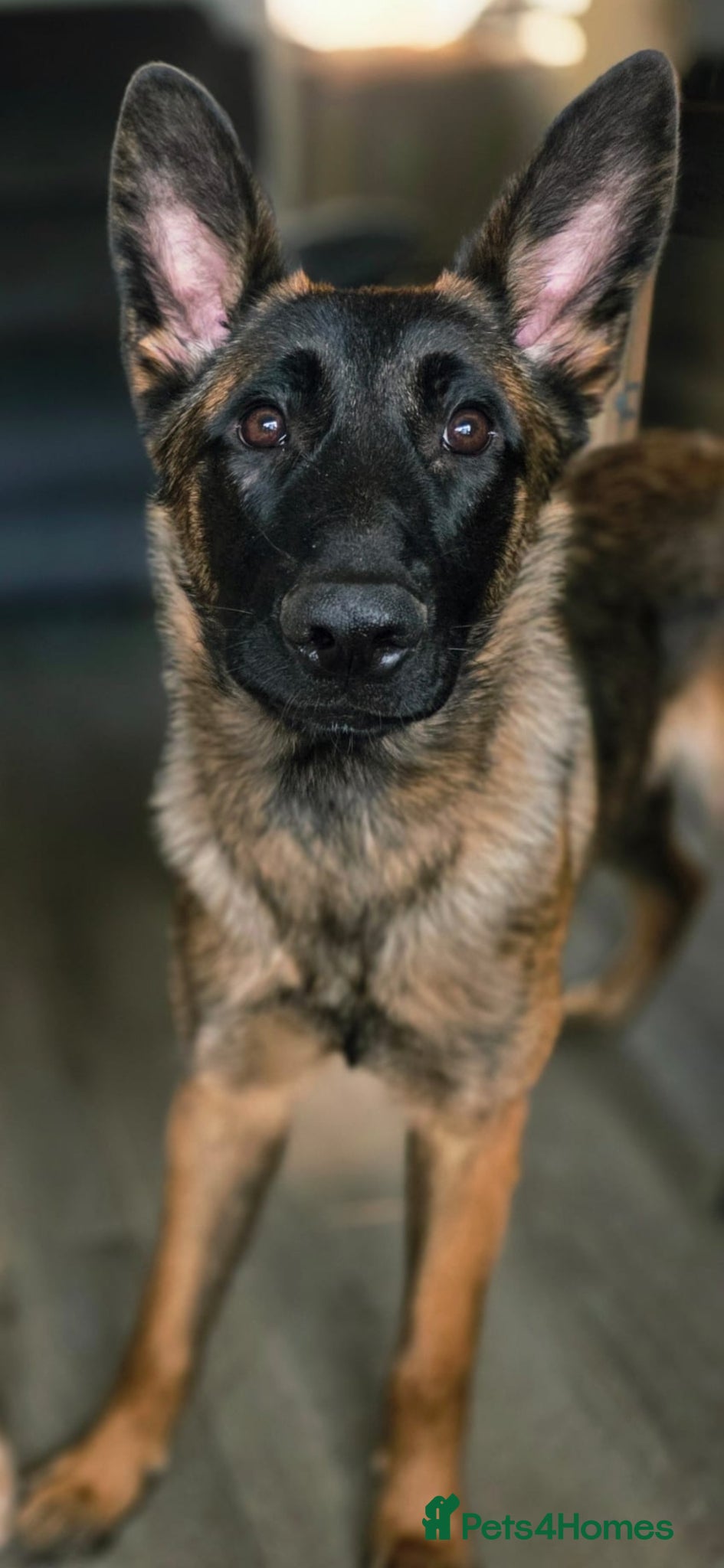 Mixed Breed dogs Saska. Belgian Malinois X German shepherd  - Advert 1