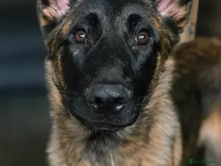 Mixed Breed dogs Saska. Belgian Malinois X German shepherd - Advert 8