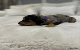 Dachshund dogs for sale: dachshund pups dapple and black & tan - Advert 9