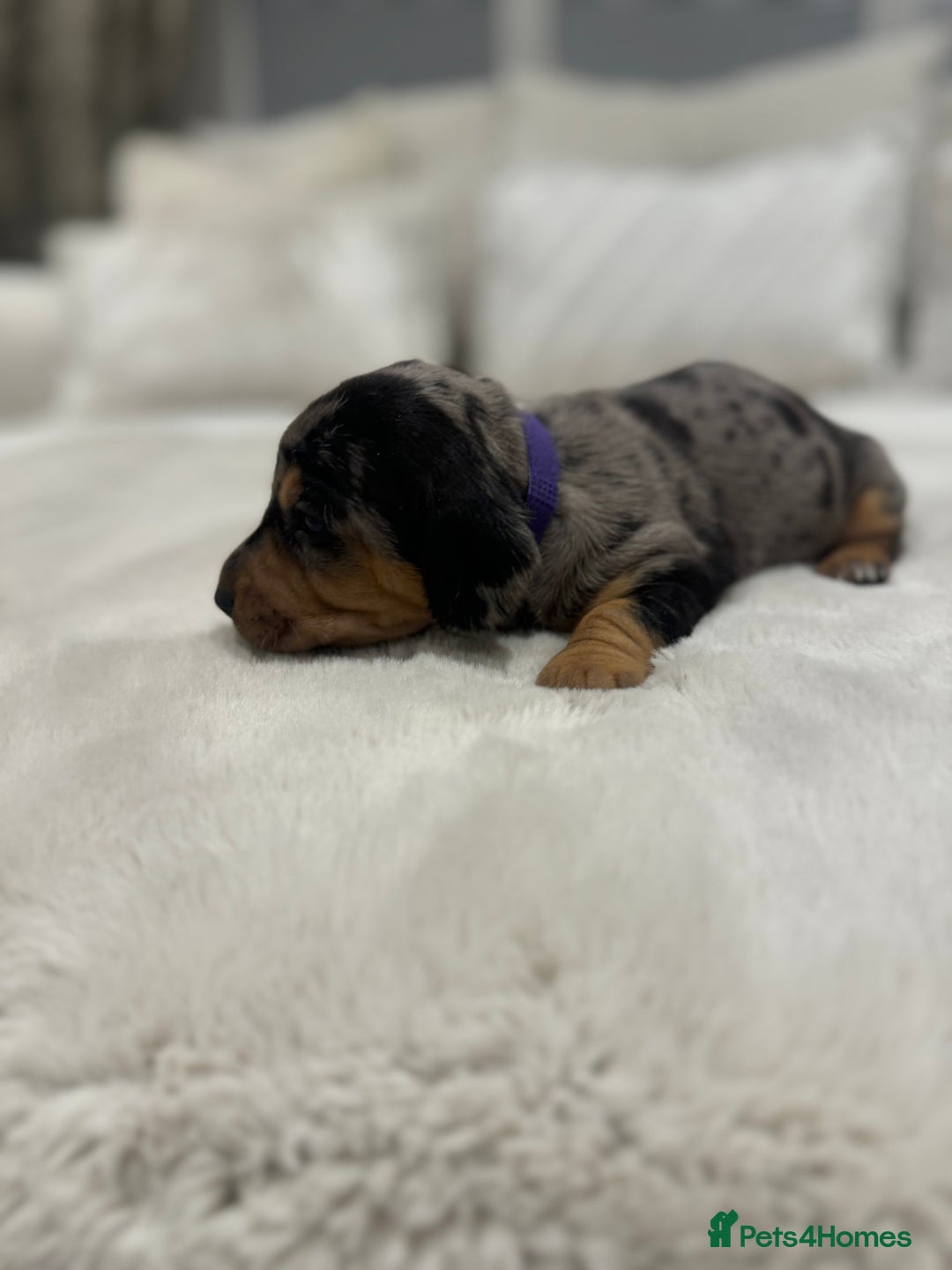 Dachshund dogs for sale: dachshund pups dapple and black & tan - Advert 9