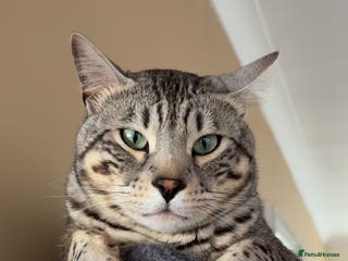 Bengal cats Neo the Bengal - Advert 19