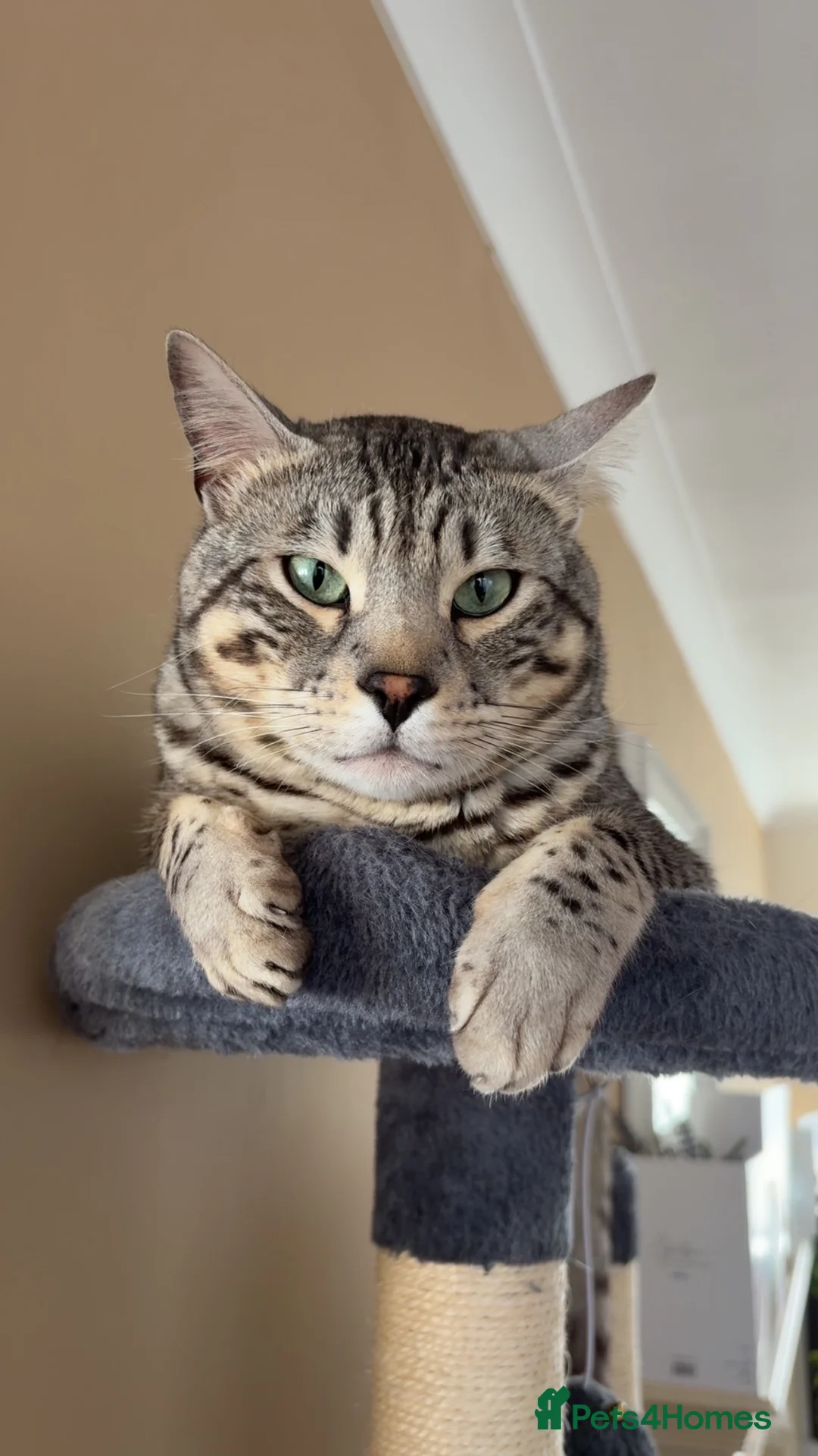 Bengal cats for sale: Neo the Bengal - Advert 1