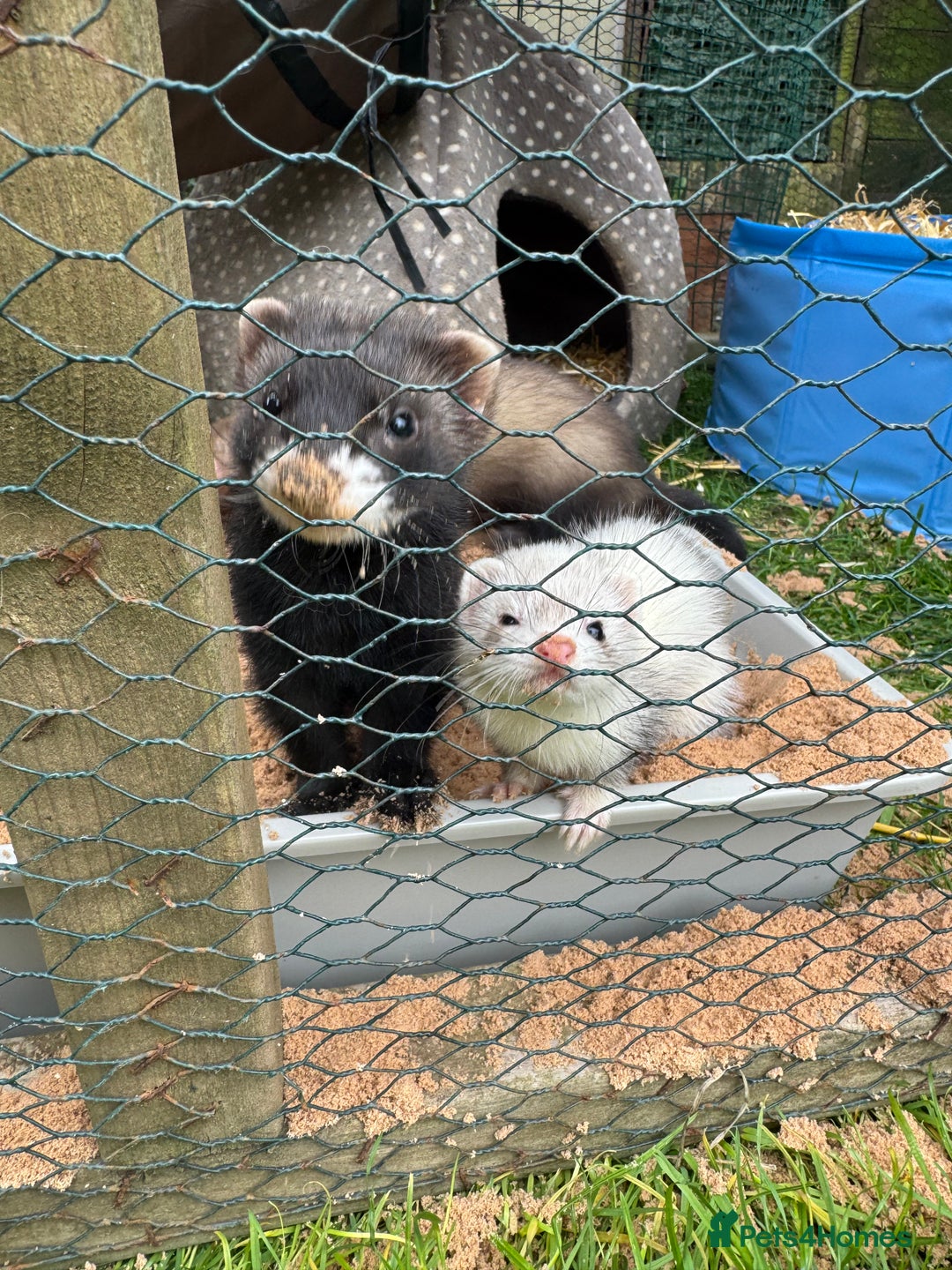 Ferret rodents for sale: Playful polecat Jill kit  - Image 4