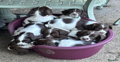 English Springer Spaniel dogs in Hereford - Advert 1