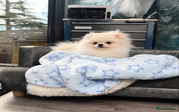 Pomeranian dogs for sale: Pomeranian Last Boy - Image 15