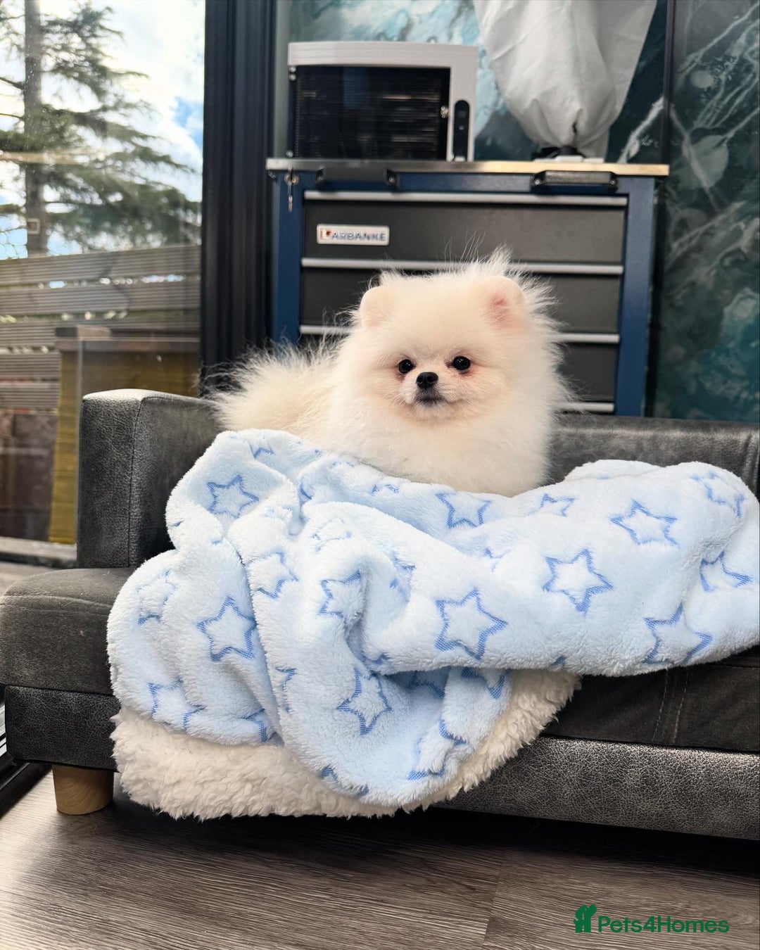 Pomeranian dogs for sale: Pomeranian Last Boy - Image 15