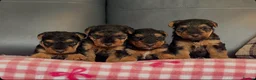Welsh Terrier dogs for sale: STUNNING WELSH TERRIER PUPPIES AVAILABLE  - Advert 7