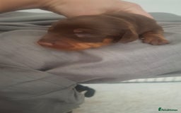 Dachshund dogs for sale: Puppies  - Image 5