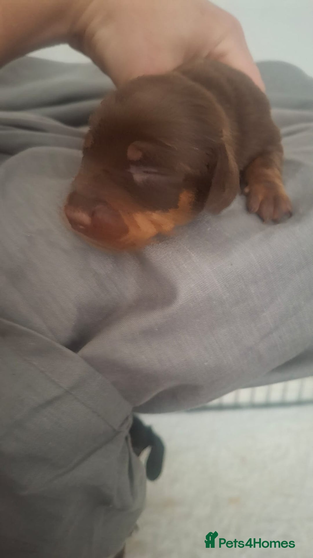 Dachshund dogs for sale: Puppies  - Image 5