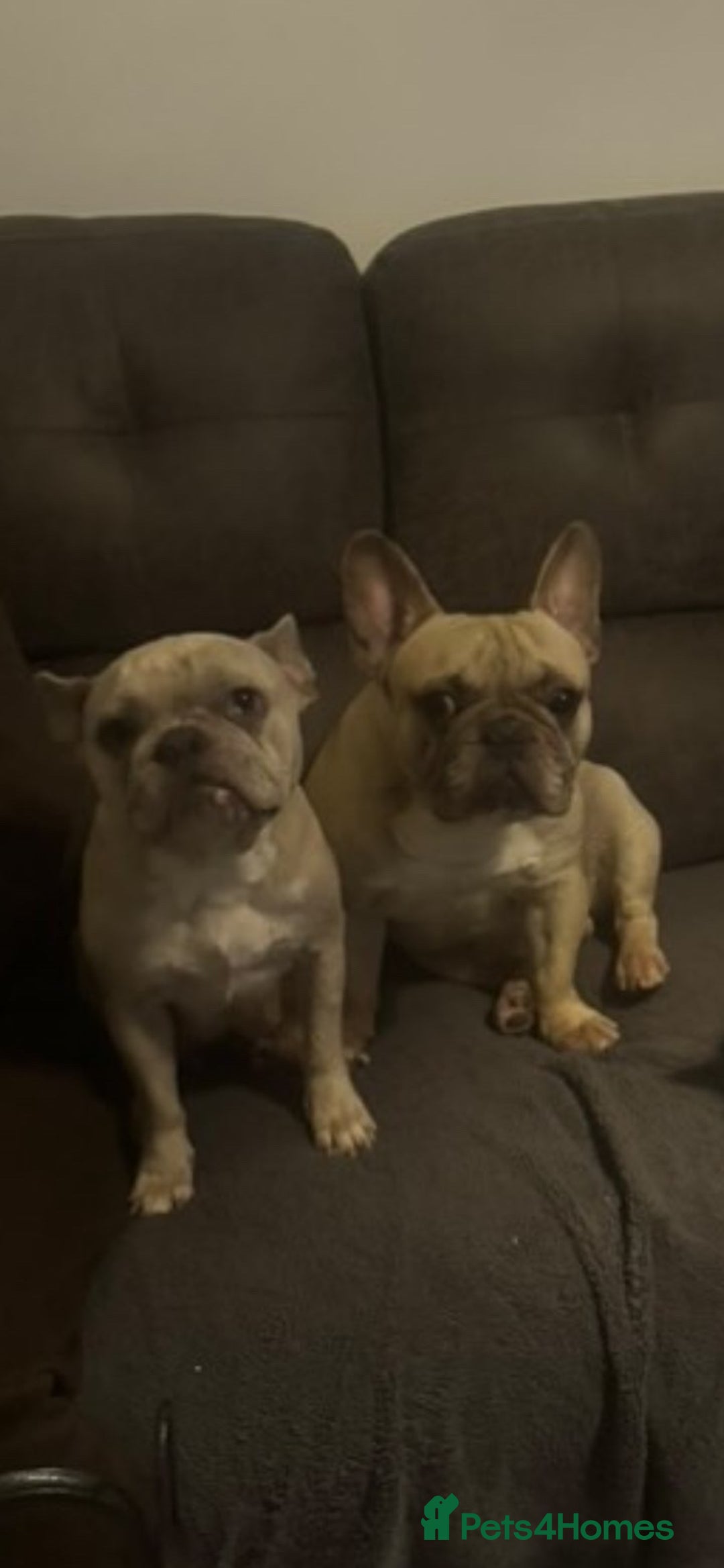 French Bulldog dogs for sale: 8 adorable frenchie pups  - Advert 8