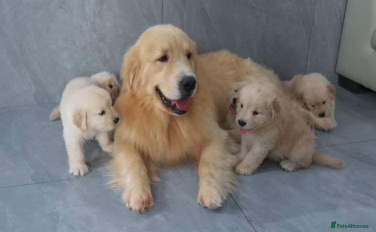 Golden Retriever dogs - Advert 1