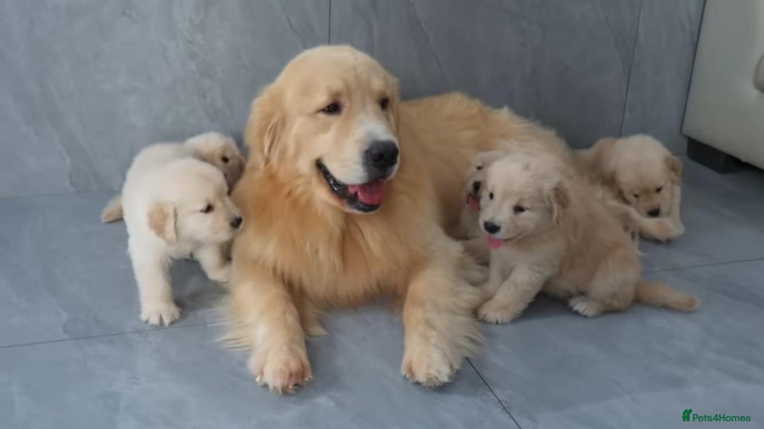 Golden Retriever dogs for sale: Golden Retriever puppies  - Image 1