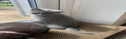 British Shorthair cats for sale: British shorthair kittens  - Advert 9