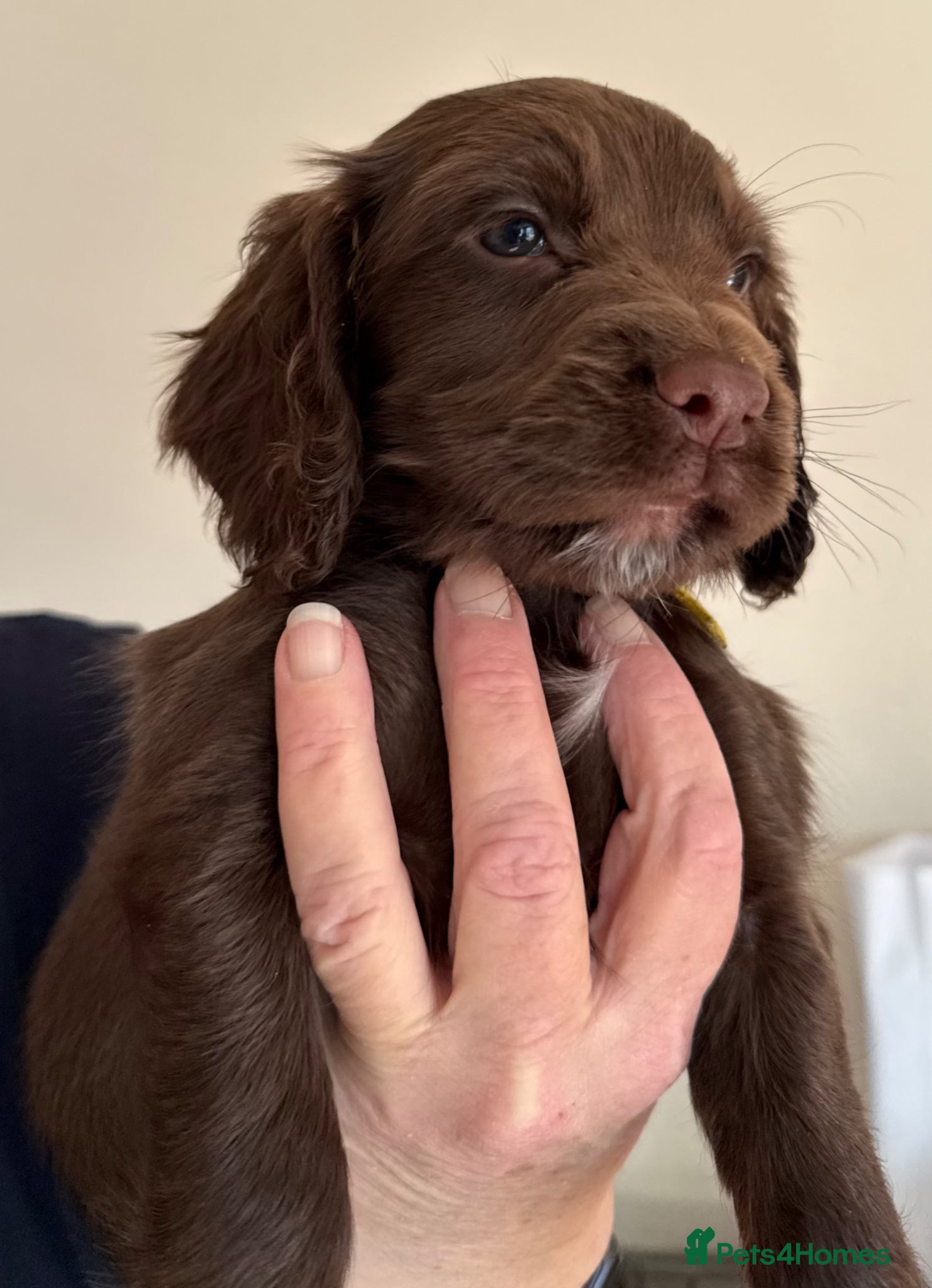 Cocker Spaniel dogs 🐾 KC Registered Working Cocker Spaniel Puppies 🐾 - Advert 14