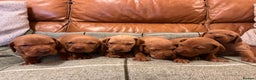 Hungarian Vizsla dogs for sale: Stunning Vizsla Puppies  - Advert 1