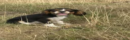 King Charles Spaniel dogs for sale:  Pure King Charles cavalier puppies  - Advert 1