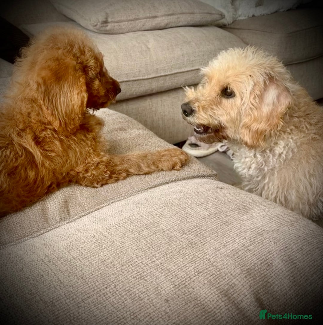 Labradoodle dogs for sale: Beautiful F1b Red Miniature Labradoodle  - Image 4