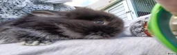 Mixed Breed rabbits for sale: Angora lion head  - Advert 7
