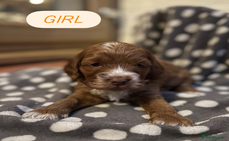 Cockapoo dogs - Advert 6