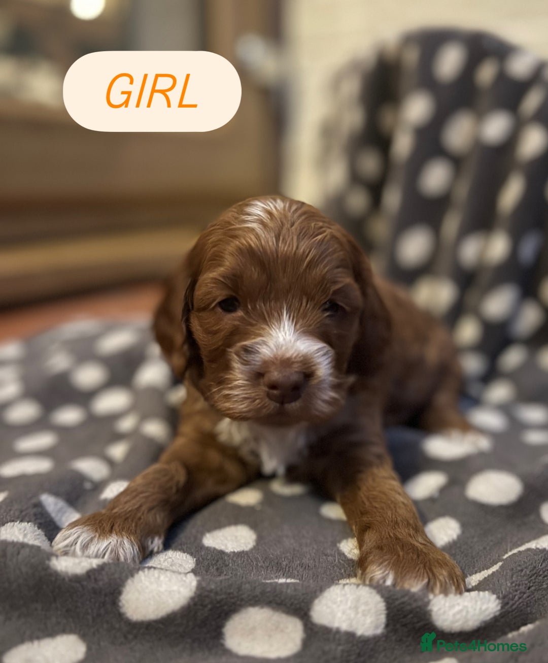 Cockapoo dogs for sale: F1 Show Type Cockapoo Puppies - Image 6