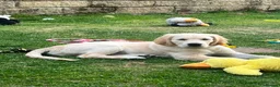 Golden Retriever dogs for sale: Our beautiful lady Harper is expecting puppies xx - Advert 12