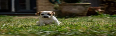 Jack Russell 4