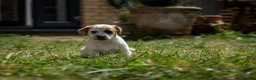 Jack Russell dogs for sale: Jack Russel puppies in Hull - Advert 12