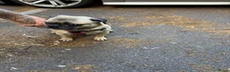 Pug dogs for sale: Beautiful pug - Advert 10