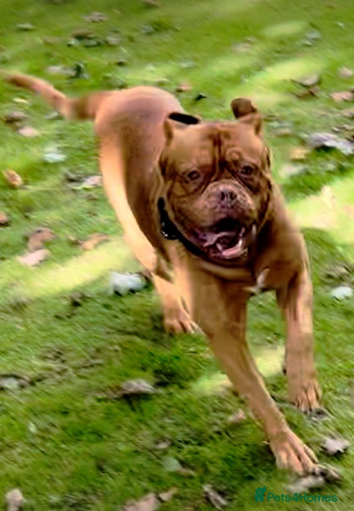 Dogue De Bordeaux dogs Dogue de Bordeaux - Advert 1