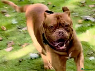 Dogue De Bordeaux dogs Dogue de Bordeaux - Advert 1