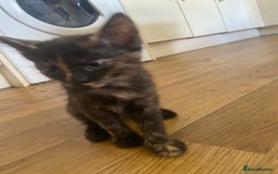 Bengal cats for sale: 7 adorable bengal/tort kitties available now!  - Image 2