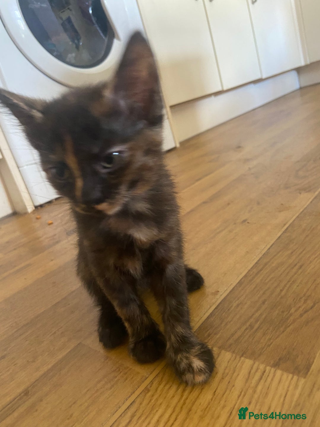 Bengal cats for sale: 7 adorable bengal/tort kitties available now!  - Image 2