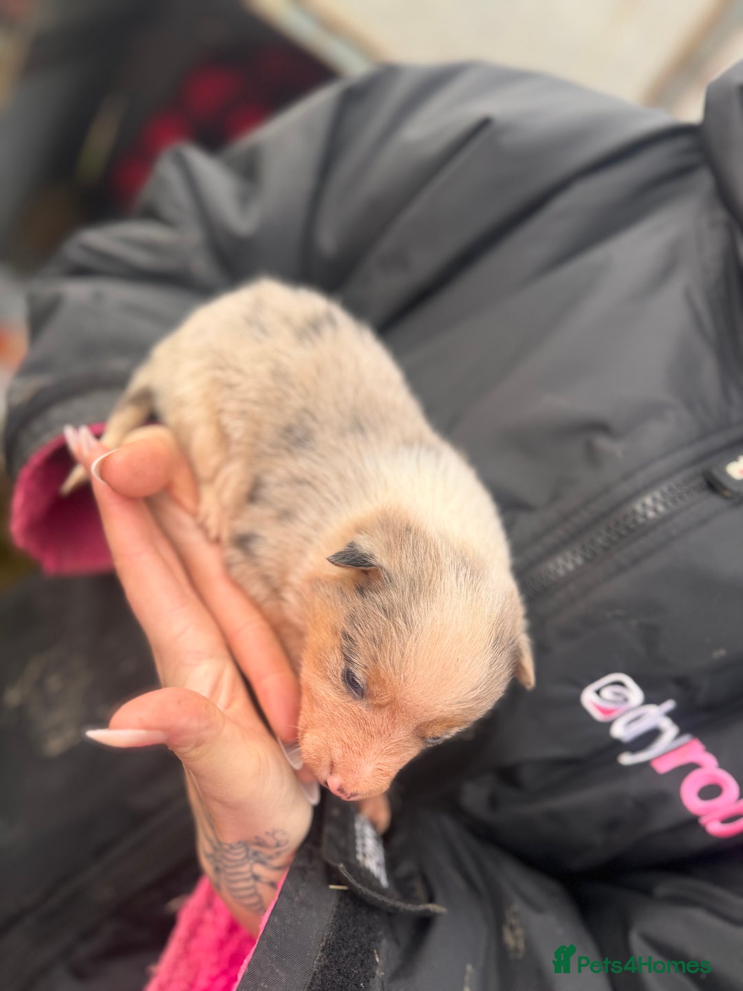 Border Collie dogs for sale: Blue merle collies - Advert 3