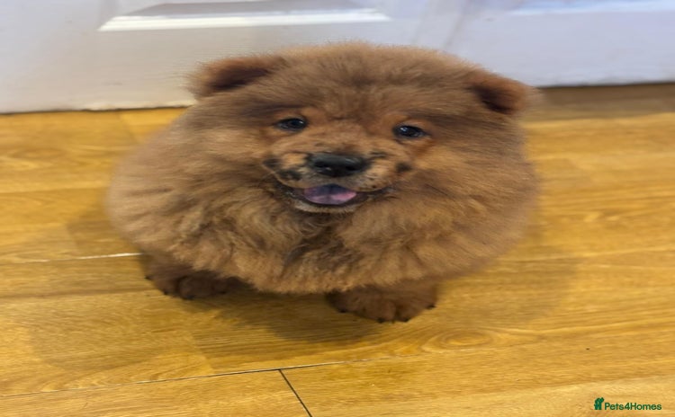Chow Chow dogs in Rainham - Advert 12