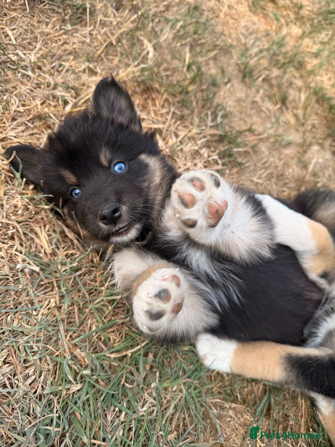 Pomsky dogs for sale: F4❗️READY 🏡 (brown/ bi eyed) REDUCED 💫  - Image 7