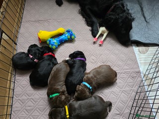 Cocker Spaniel dogs beautiful working cocker spaniel puppies - Advert 9