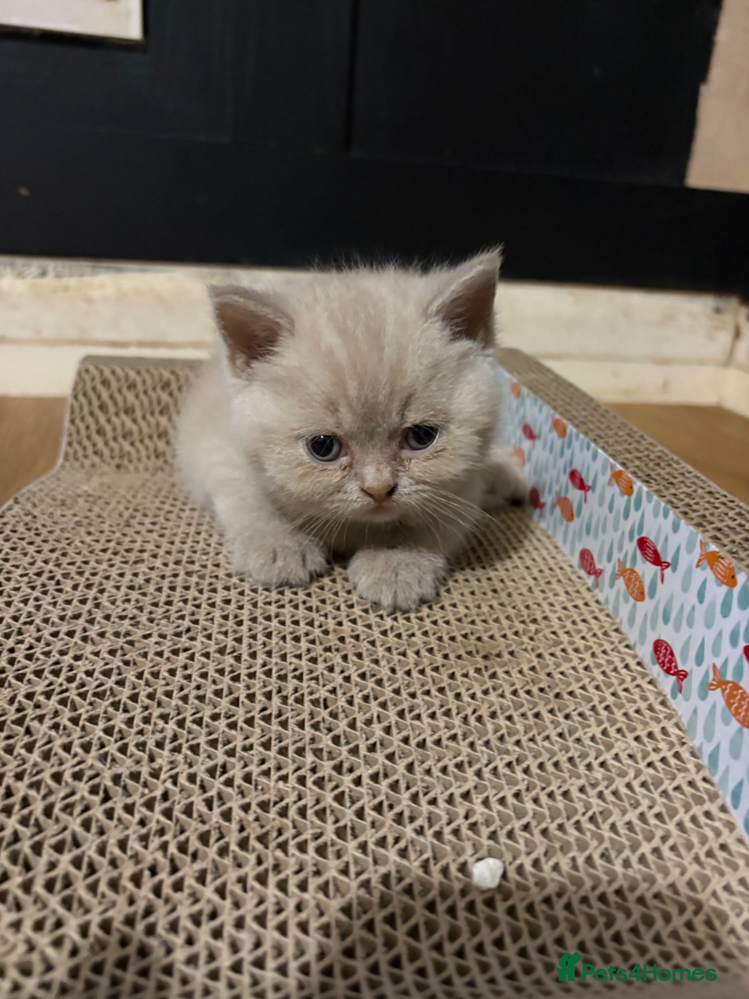 British Shorthair cats Beautiful British shorthair  - Advert 2