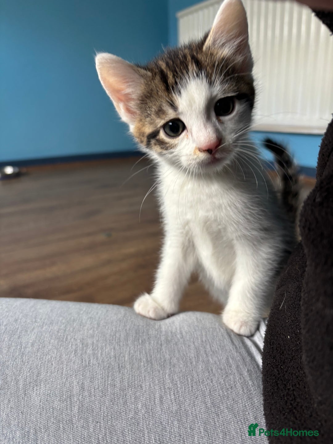Domestic Shorthair cats for sale: Cute Kittens - Image 7