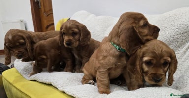 Cocker Spaniel dogs - Advert 4