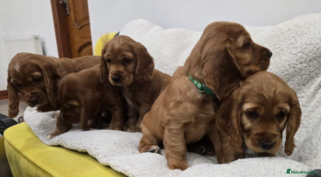 Cocker Spaniel dogs for sale: 🐾 Adorable Cocker Spaniel Puppies for Sale! 🐾 - Image 2