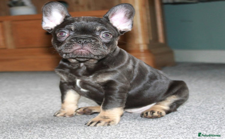 French Bulldog dogs Ready Now-KC French Bulldogs-New Shade Carriers - Advert 9