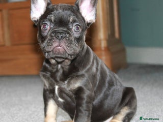 French Bulldog dogs Ready Now-KC French Bulldogs-New Shade Carriers - Advert 10